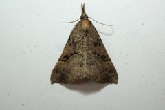 Hypena edictalis