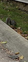 Sciurus carolinensis