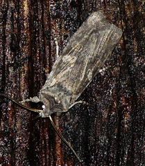 Lithophane laticinerea