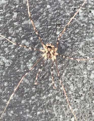 Leiobunum ventricosum