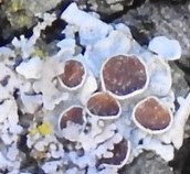 Parmelina carporrhizans