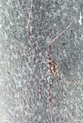 Leiobunum ventricosum