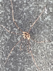 Leiobunum ventricosum