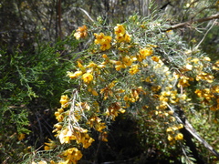 Pultenaea mollis