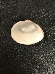 Cryptomya californica