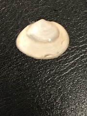 Cryptomya californica