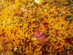 Pycnoclavella stanleyi