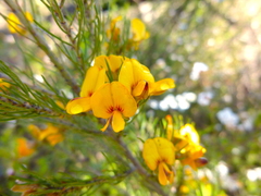 Pultenaea mollis