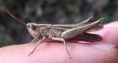 Chorthippus dichrous