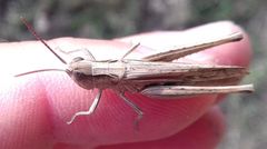 Chorthippus dichrous