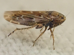 Deltocephalini