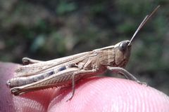 Chorthippus dichrous