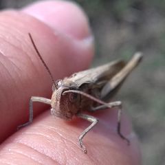 Chorthippus dichrous