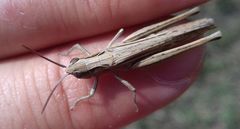 Chorthippus dichrous