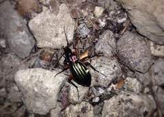 Carabus auronitens intercostatus