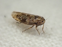 Deltocephalini