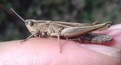 Chorthippus dichrous