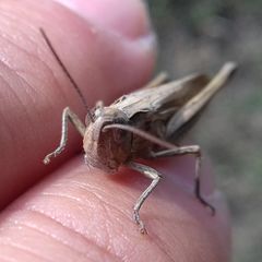 Chorthippus dichrous