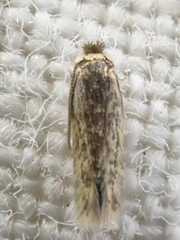 Nepticuloidea