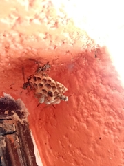 Mischocyttarus mexicanus