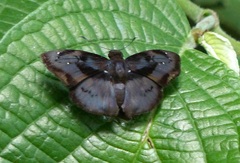 Zera hyacinthinus servius