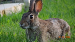 Sylvilagus floridanus