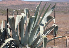 Agave americana expansa