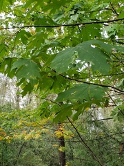 Acer macrophyllum