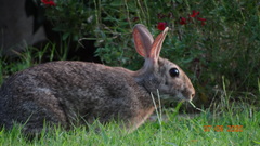 Sylvilagus floridanus