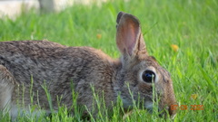 Sylvilagus floridanus