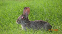 Sylvilagus floridanus