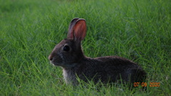 Sylvilagus floridanus