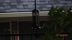 Cardinalis cardinalis