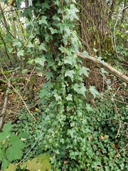 Hedera helix