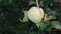Maclura pomifera