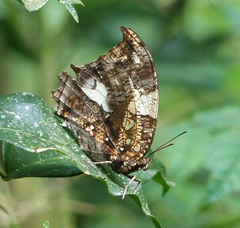 Hypna clytemnestra huebneri
