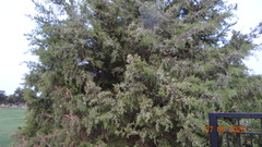 Juniperus virginiana