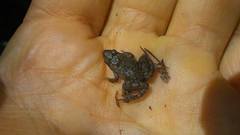 Pseudopaludicola falcipes