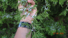 Juniperus virginiana