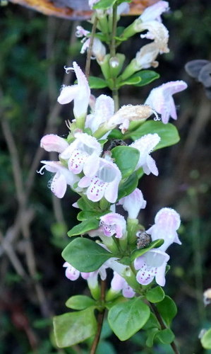 Clinopodium carolinianum, photograph 6