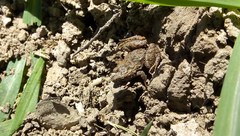 Pseudopaludicola falcipes