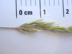 Poa cusickii