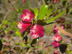 Dodonaea viscosa cuneata