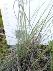 Poa cusickii