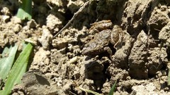 Pseudopaludicola falcipes