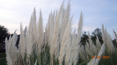 Cortaderia