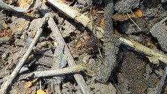 Discocyrtus testudineus