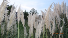 Cortaderia