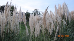 Cortaderia