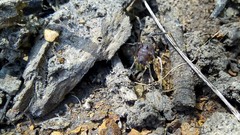 Discocyrtus testudineus